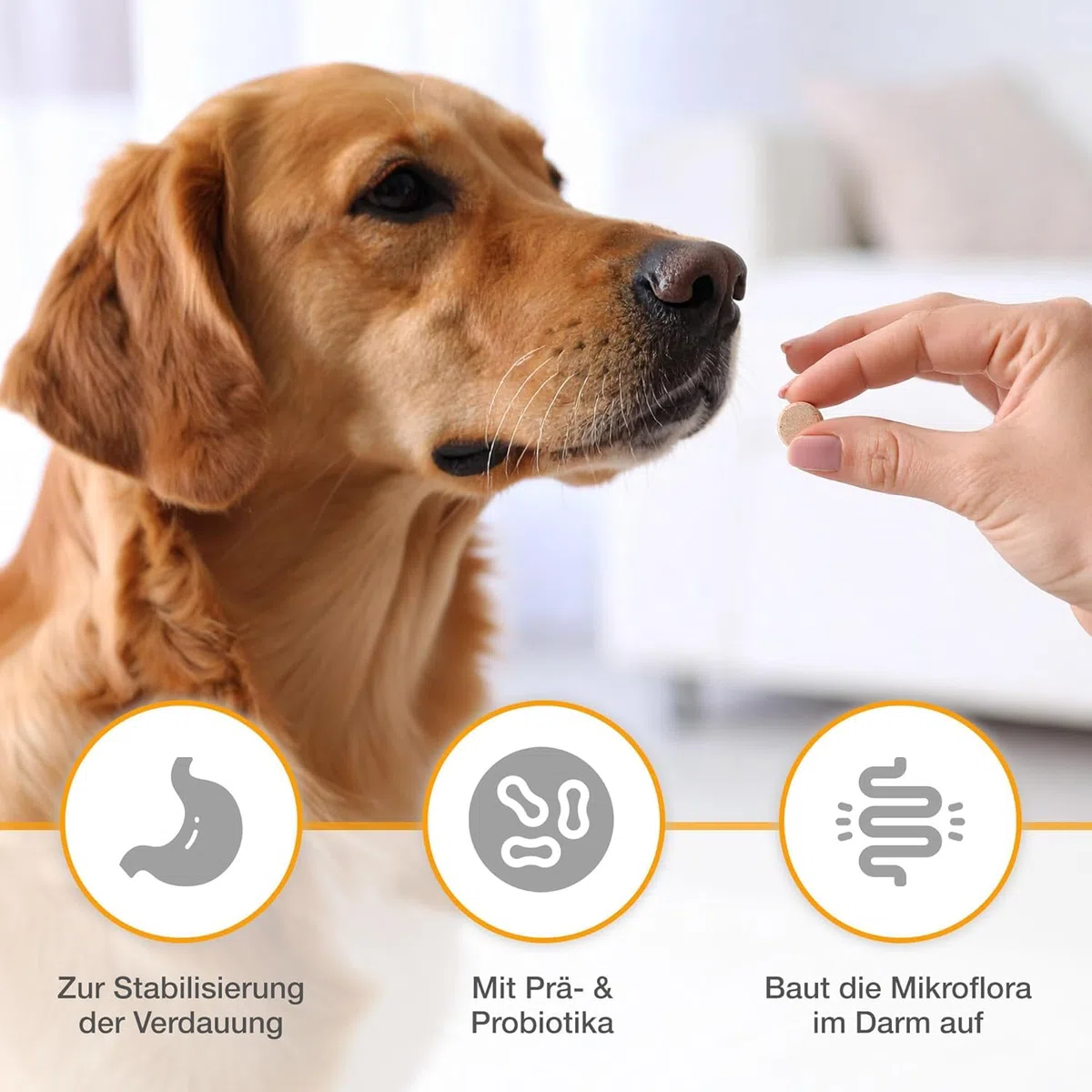 alfavet Dia Tab PRO 100 g – Diät-Ergänzungsfuttermittel für Hunde & Katzen – Prä- & Probiotika zur Stabilisierung der Verdauung – Leckere Kautabletten mit Bentonit zur Unterstützung der Darmflora