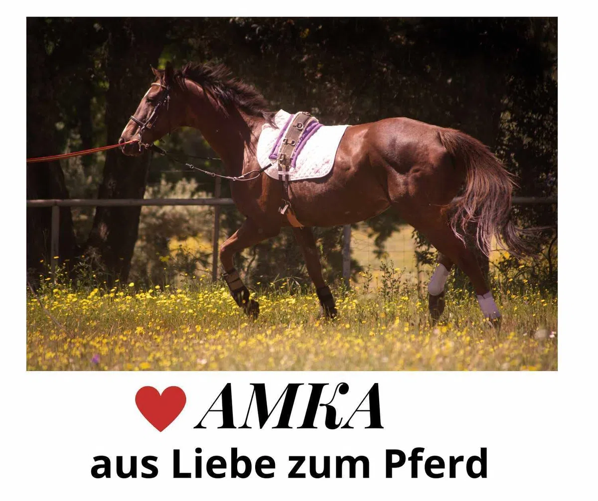 AMKA Dreieckszügel verstellbar, Wienerzügel aus Leder, ideal zum Longieren Pony SCHWARZ, Hilfszügel