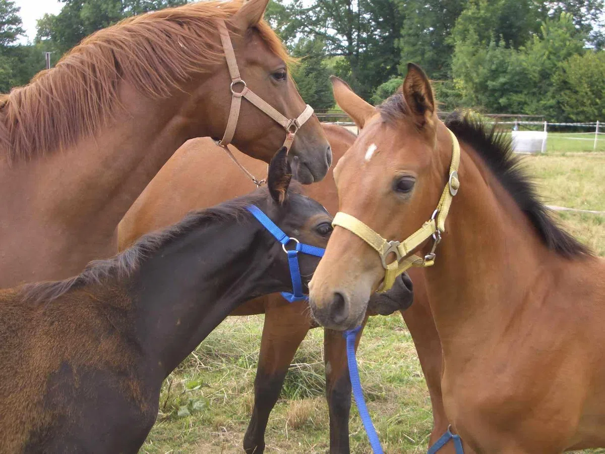 AMKA Dreieckszügel verstellbar, Wienerzügel aus Leder, ideal zum Longieren Pony SCHWARZ, Hilfszügel