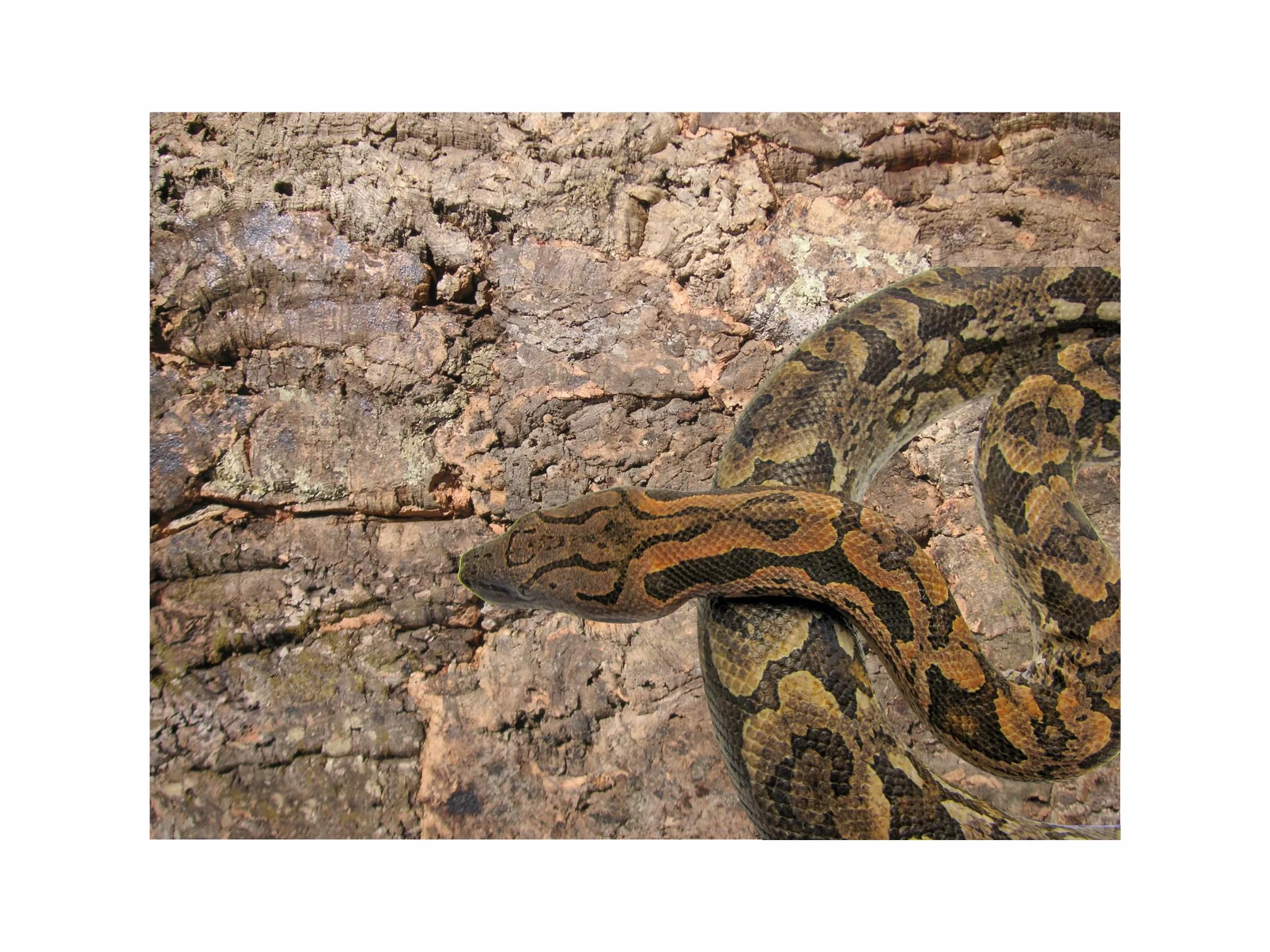 XXL Korkrückwand innen Desert 90x60 cm, Terrarium, Kork Rückwand (92016), Dekor Hintergrund