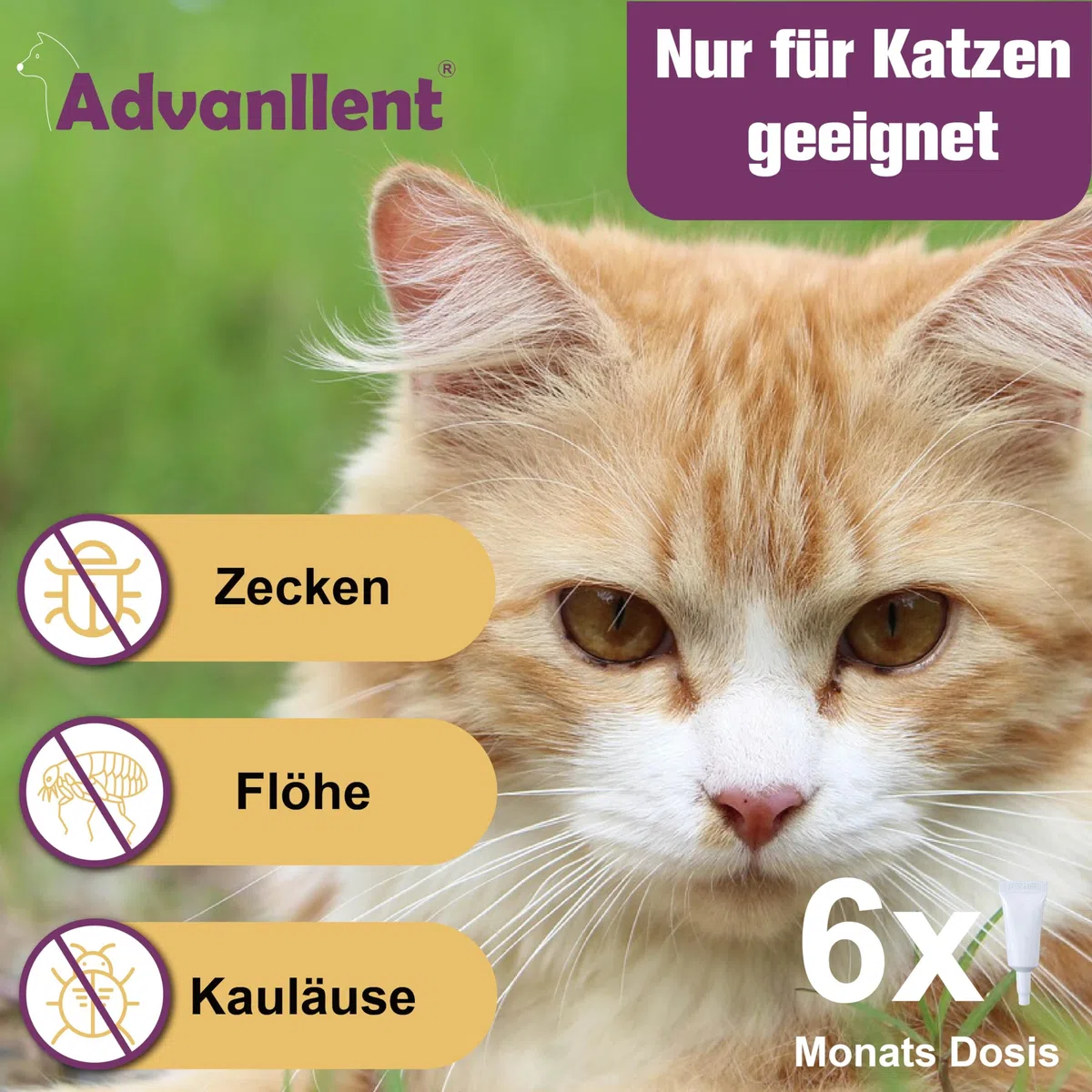 Zeckenschutz für Katzen 6 Pipetten, Spot On Katzen, Zeckenmittel für Katze, Katze flohmittel entwurmungsmittel für Katzen, gegen Flöhe & Zecken