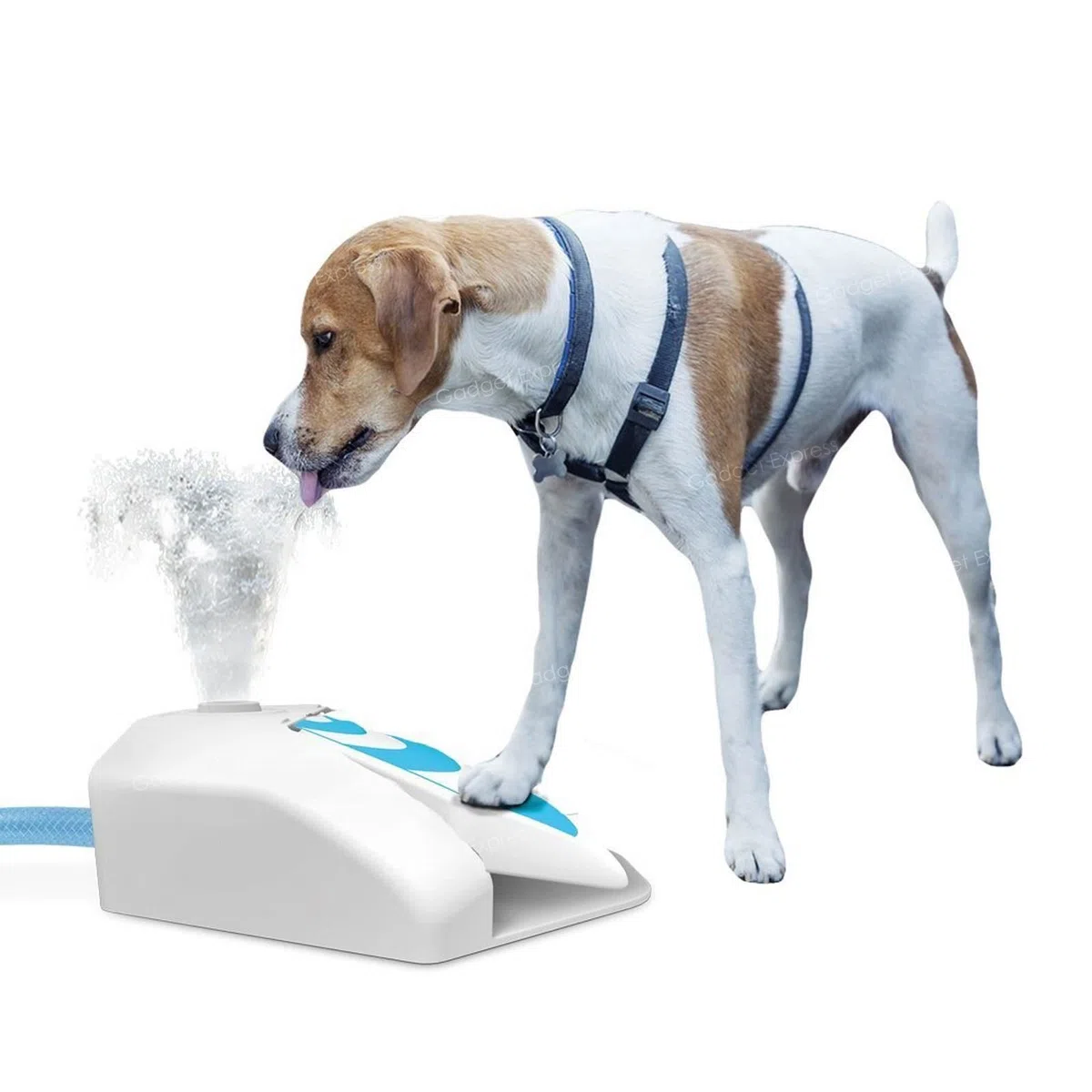 Alle für Pfoten Outdoor Garten Wasser Trinkbrunnen Hund Kühler Drücken Schritt Paw betrieben Spender Training Fresh Wasser