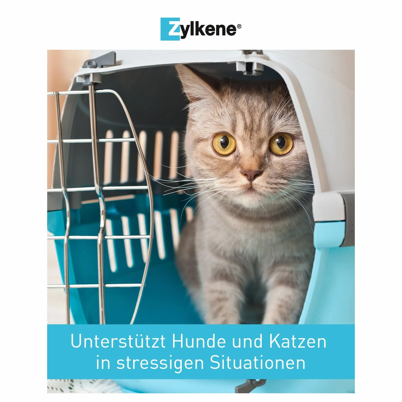 Zylkene 75 mg - 100 Kapseln (Katzen und kleine Hunde)
