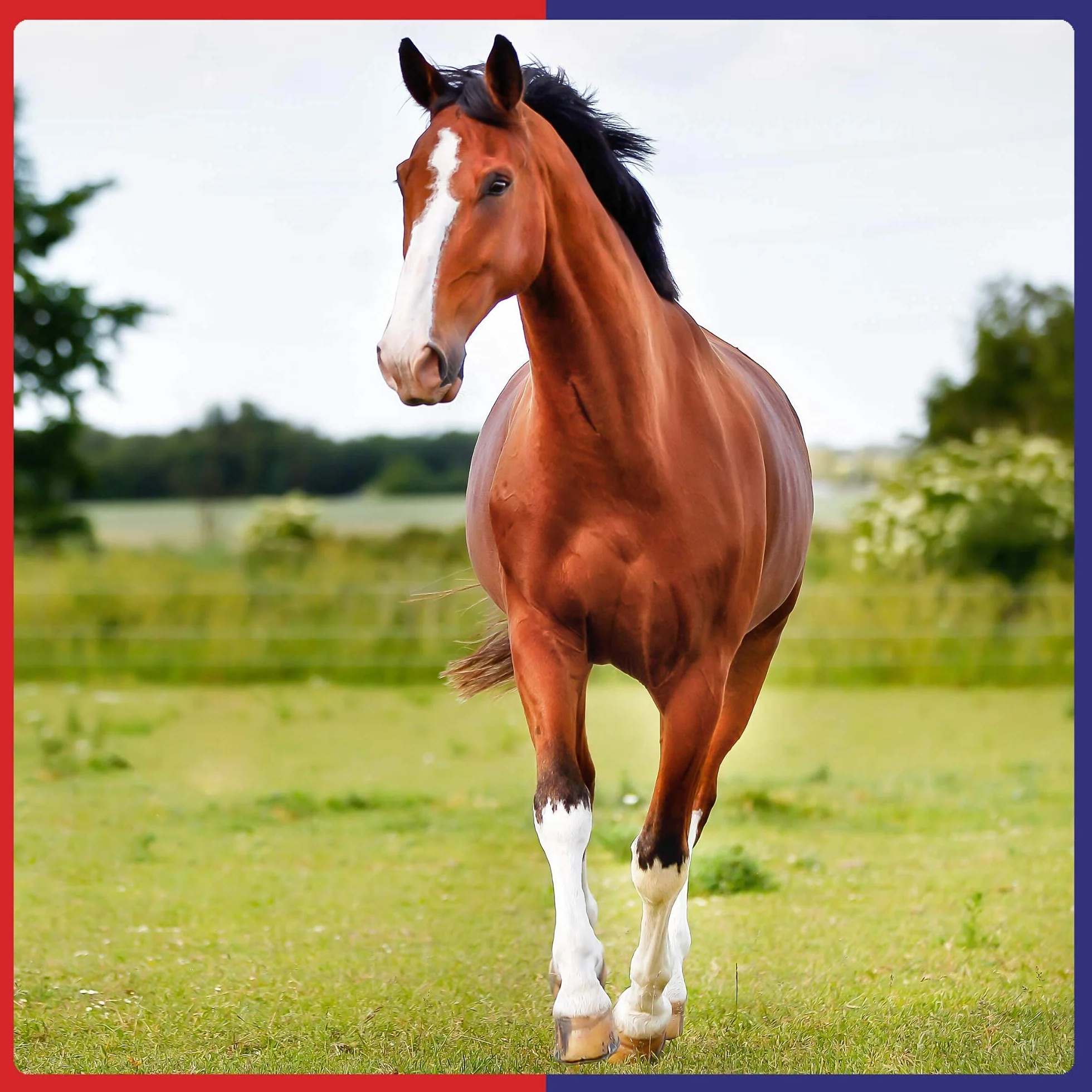 Equine America Super So Kalm Paste | Premium gebrauchsfertiger Ernährungszusatz für Pferd und Pony | Fördert ruhiges Verhalten | 30 ml