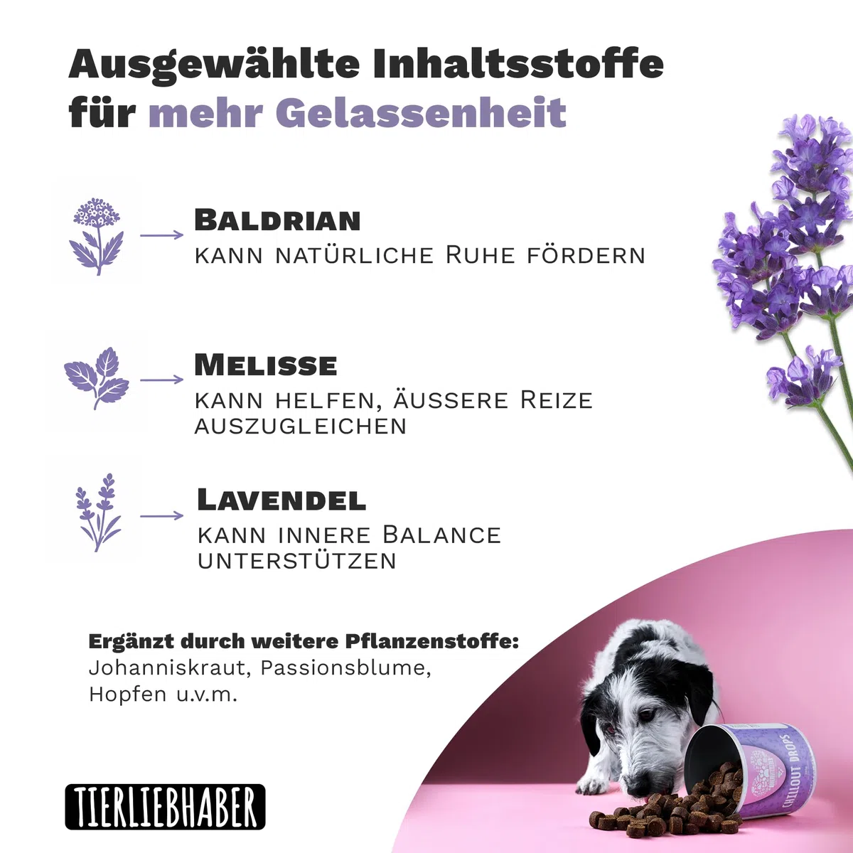Beruhigungsmittel für Hunde – Natürliches Hunde Beruhigungsmittel tierärztlich entwickelt zur Beruhigung Hund – Chillout Drops mit Baldrian für den Hund Beruhigung und 350g von TIERLIEBHABER