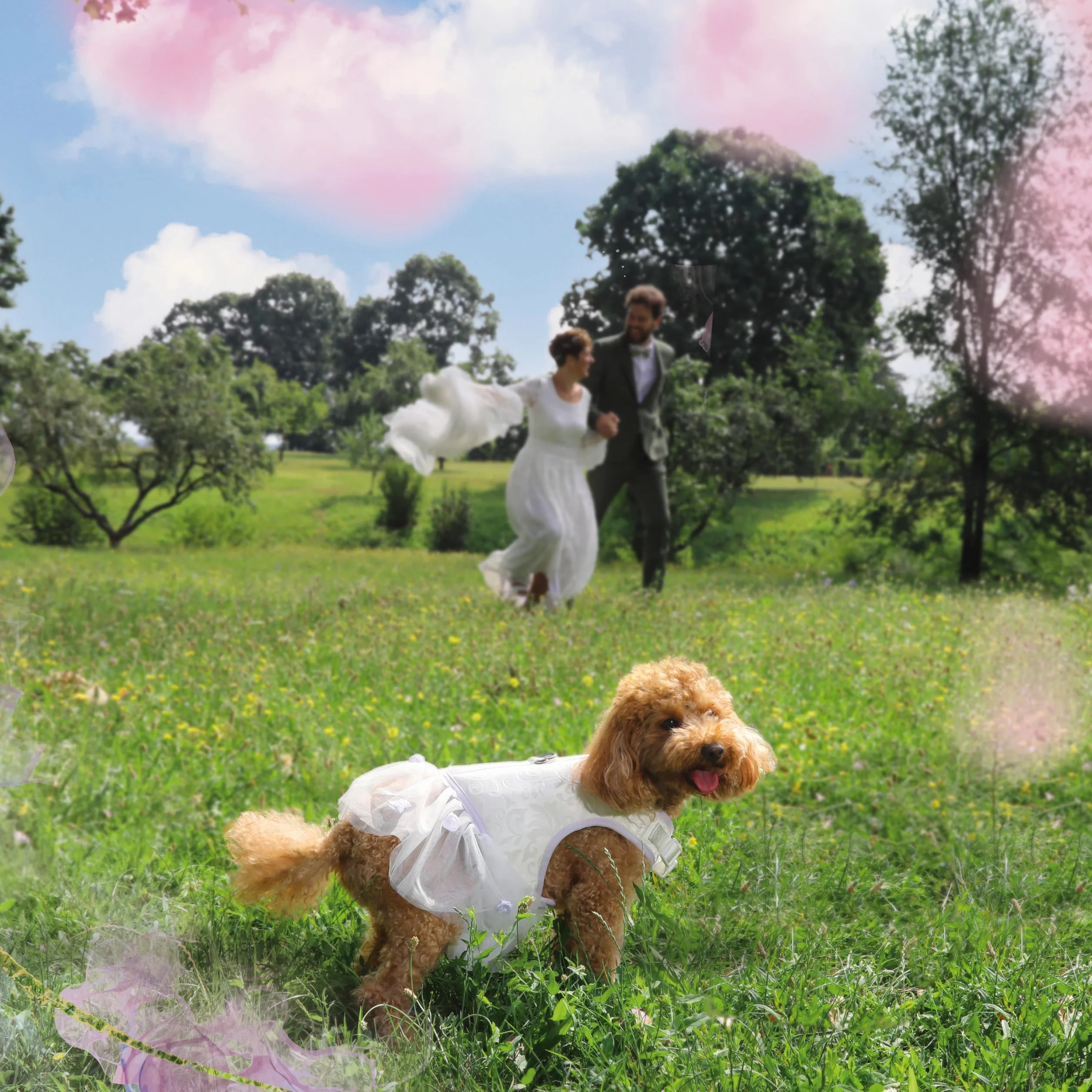Croci Ceremony Bride Hundegeschirr für Männliche Hunde für Hochzeit, Hundekleid mit Tüllrock, Damastmuster, verstellbar, M/41-45 cm