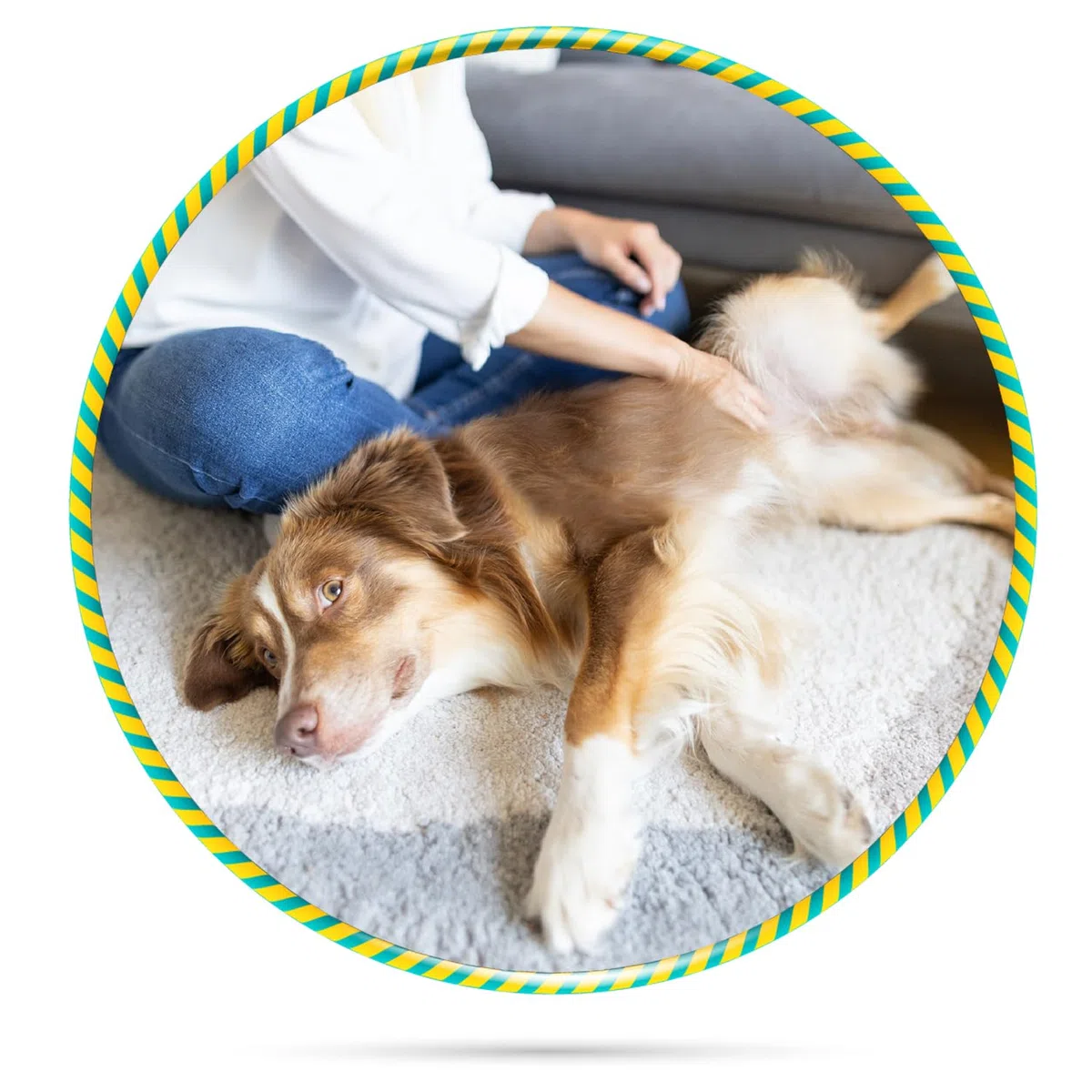 Boehringer Ingelheim Canikur Kautabletten | Doppelpack | 2 x 3 x 4 Stück | Diät-Ergänzungsfuttermittel für Hunde | Kann dabei helfen die natürliche Darmflora zu unterstützen
