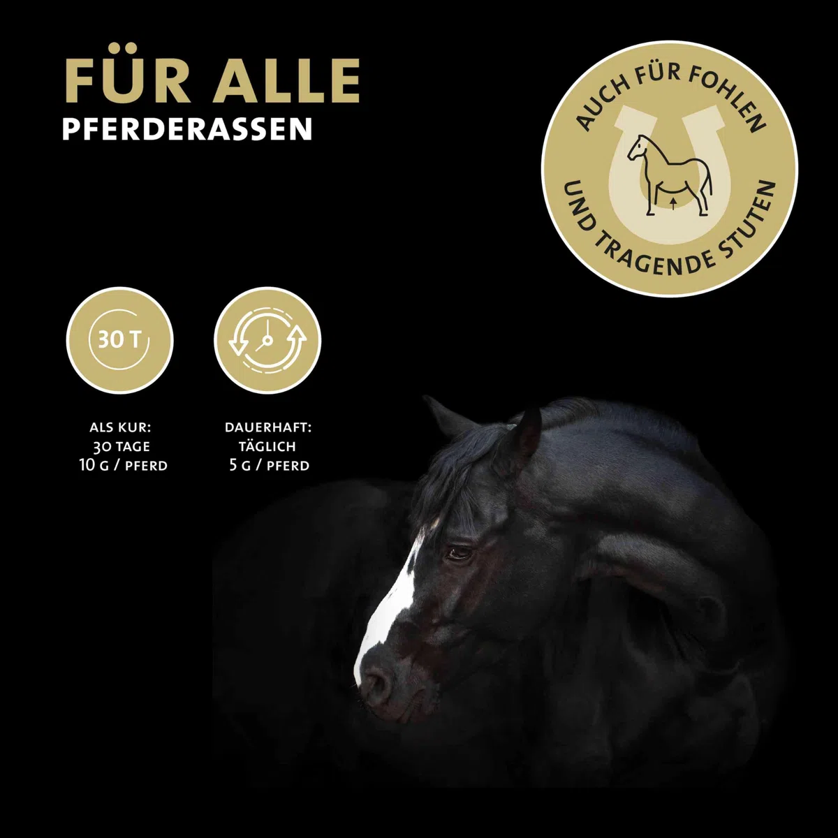 Peticare Bronchial und Husten-Mittel für Pferde | Unterstützt Atemwege & bei Erkältung, Schnupfen | Schleimlösend | Natürliche Kräuter-Formel | Hustensaft-Pulver | GMO-frei | petHorse Health 4609