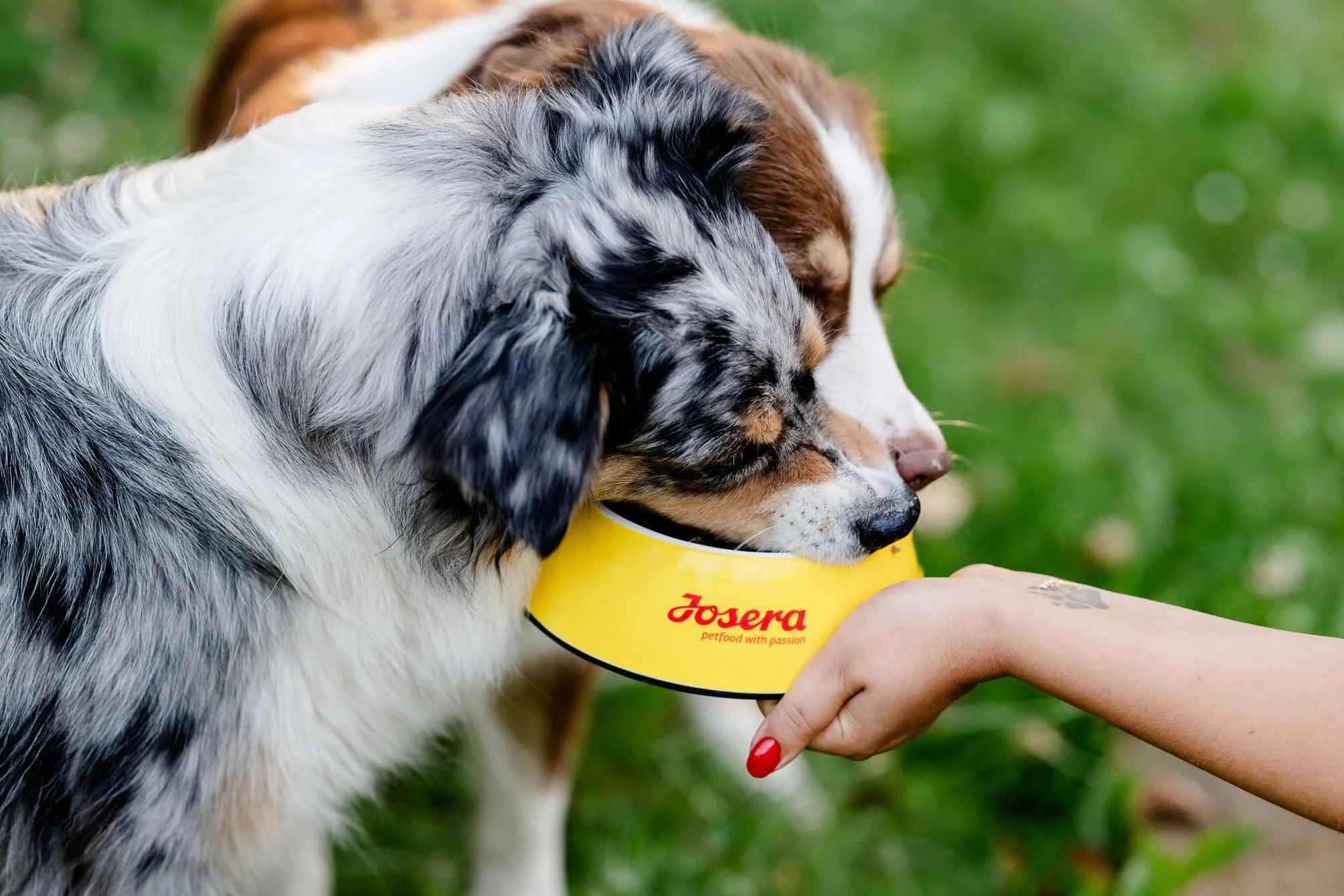 JOSERA Mini Huhn & Reis (1 x 10 kg) | Adult | Premium Trockenfutter für ausgewachsene Hunde Kleiner Rassen | mit Biotin für Haut & Fell | kleine Kroketten | extraverträglich | gluternfrei | 1er Pack
