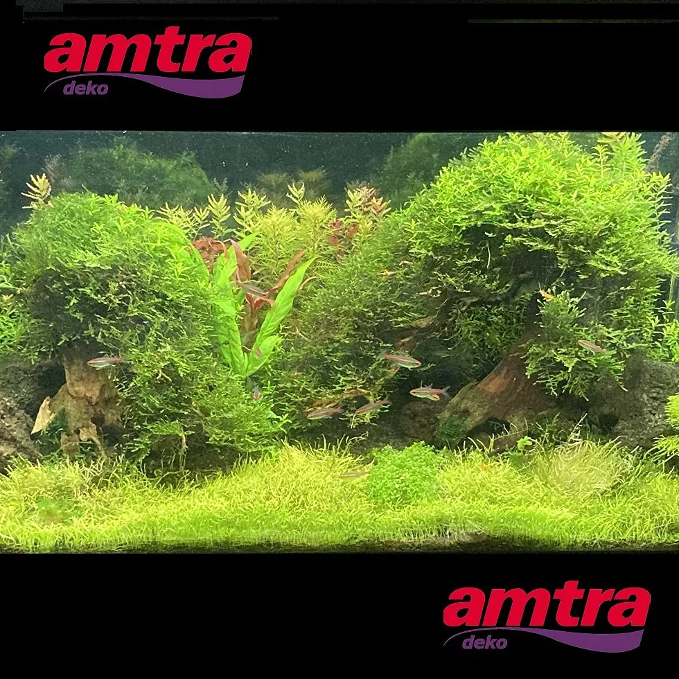 Amtra - Oriental Wind Wood 4, Dekoration Süßwasseraquarium, Bonsaiholz, handgefertigt, für Aquascaping, 23x10x17 CM
