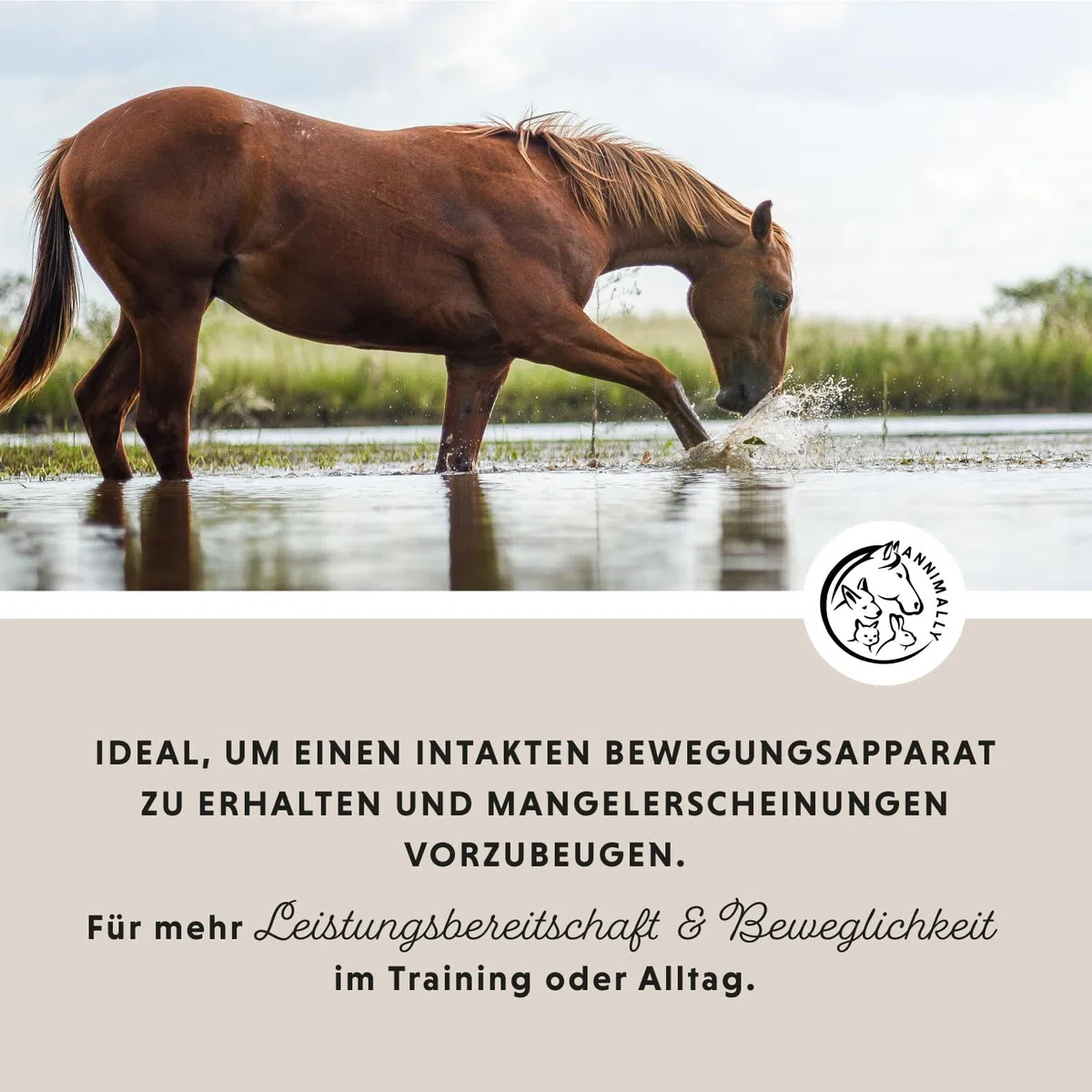 Annimally Gelenk Pulver für Pferde mit Kollagen, Kamille, MSM (Schwefel), Glucosamin, Hyaluronsäure, Chondroitin - Zusatzfutter für die Stärkung der Gelenke beim Pferd - Alternative zu Liquid (850 g)
