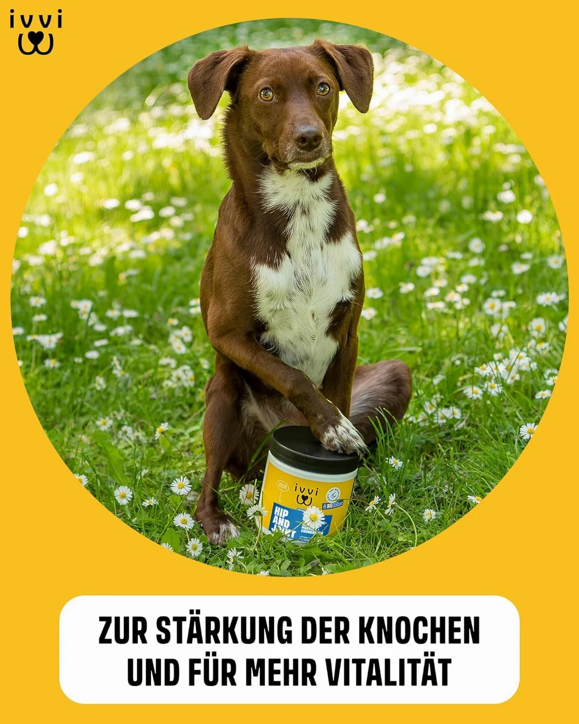 ivvi Hip & Joint - hochkonzentrierte Gelenktabletten für Hunde als Leckerli mit Grünlippmuschel Hund, Glucosamin, Chondroitin & MSM - 60 leckere Snacks (270g) mit Huhn