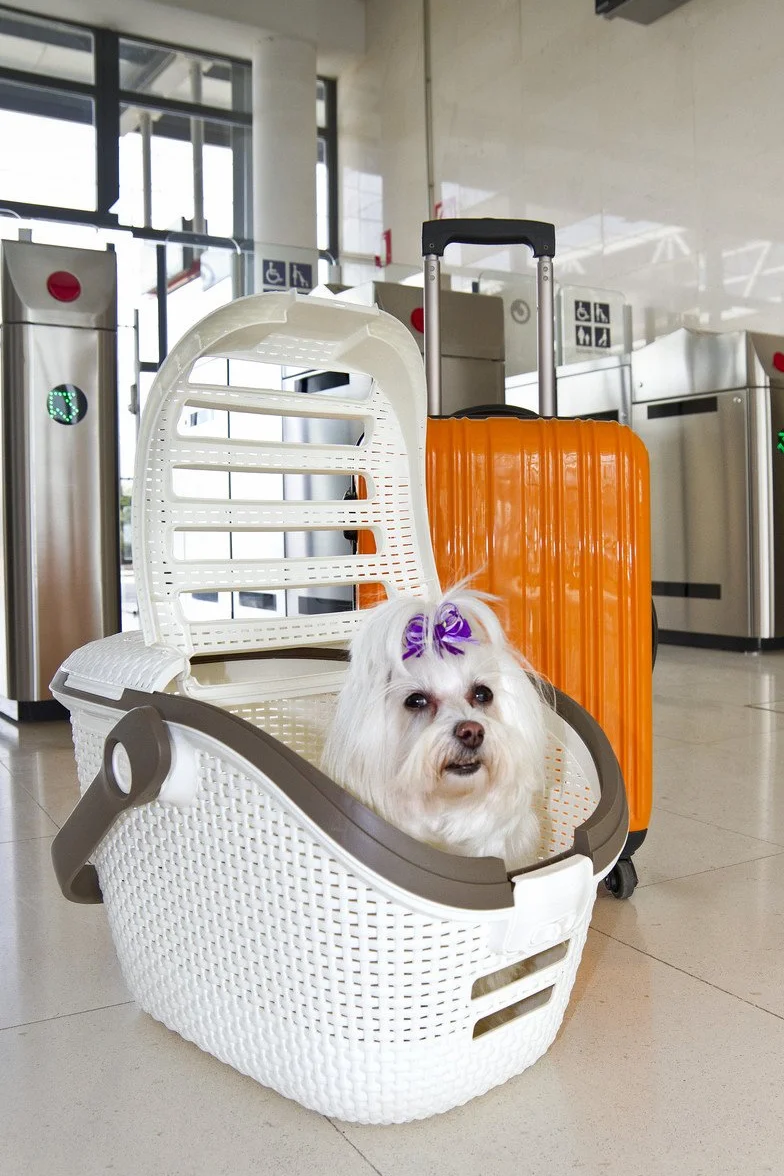 Curver Pet Transportbox L: 51 cm B: 38 cm H: 33 cm weiss