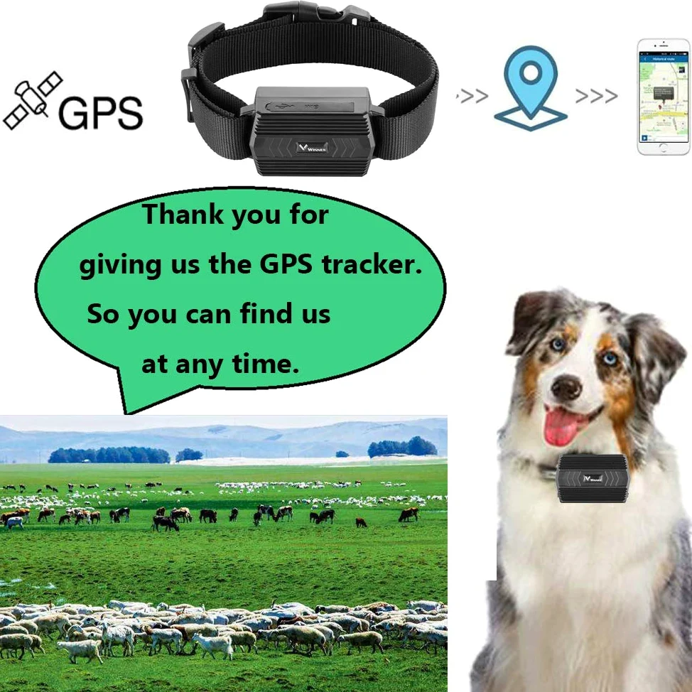 4G GPS Tracker Tier mit Halsband, 3000mAh Wasserdicht Rinder Schaf GPS-Tracker Weiden Anti Verloren GPS Tracking Geräte