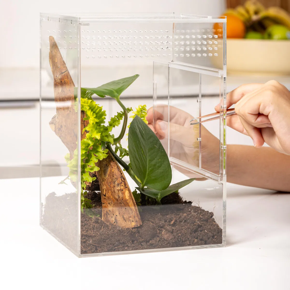Springspinnengehege, Springspinnenwohnraum, Spinnen-Terrarium Kit, Springspinnengehege Zubehör, Spinnenkäfig, Käferterrarium, Insektenterrarium, Schneckenlebensraum, Arboreal Tarantel Gehege