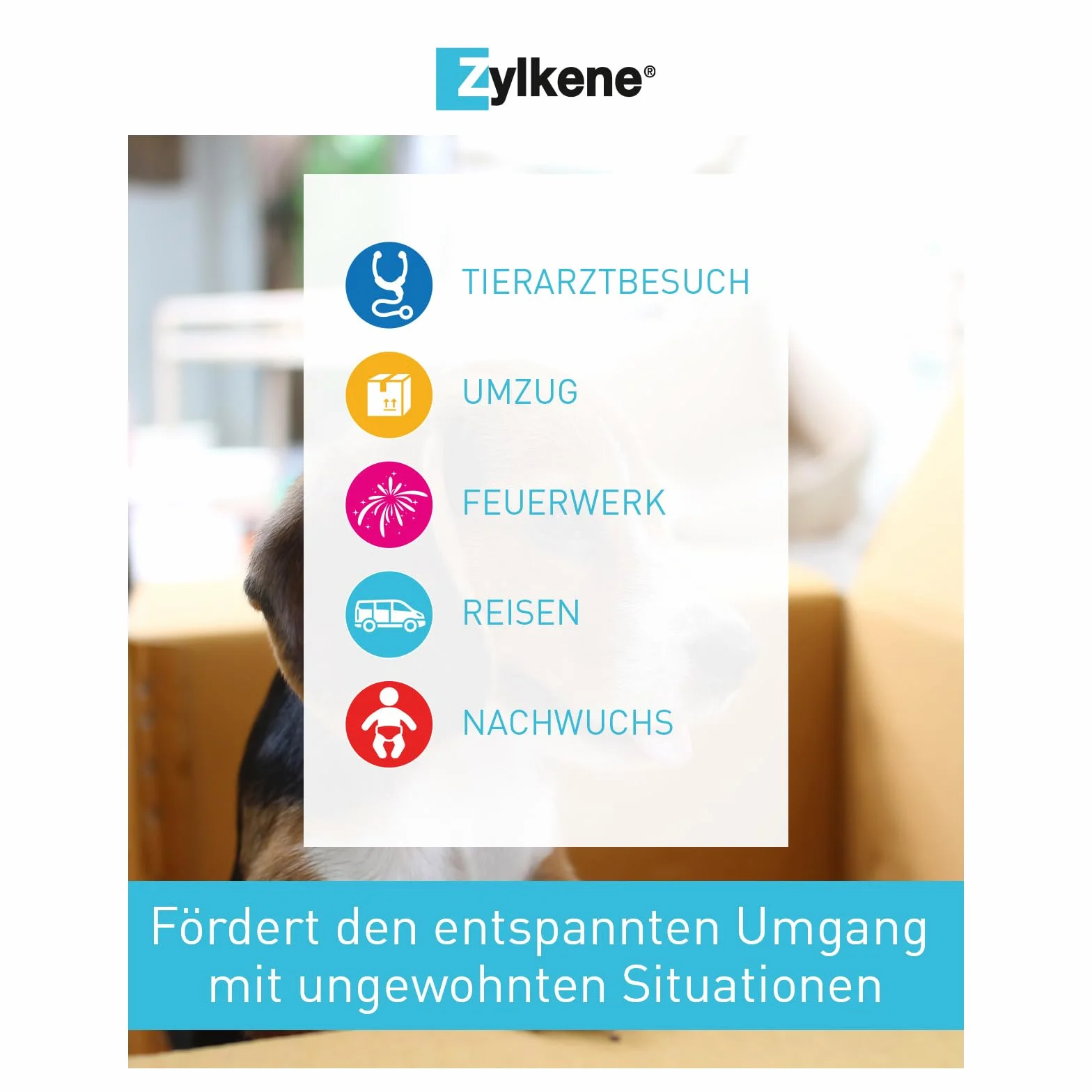 Zylkene 75 mg - 100 Kapseln (Katzen und kleine Hunde)