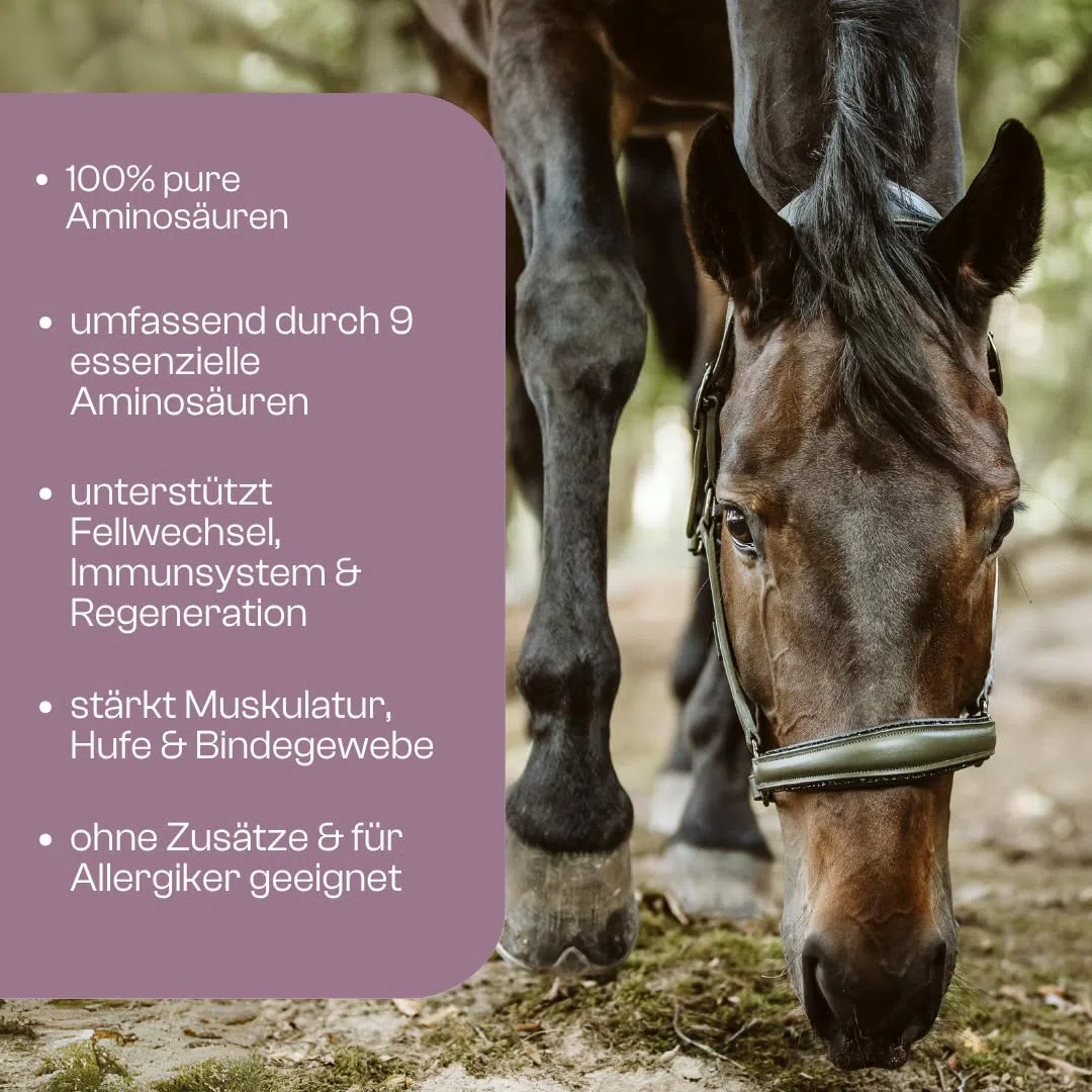 Aminosäuren Vitalmix für Pferde, 100% Reine dopingfreie L-Aminosäuren, 650g Monatspackung