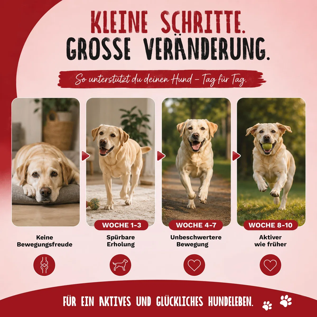 TIERLIEBHABER Gelenk Drops Gelenktabletten Hund – Grünlippmuschel Hund Drops tierärztlich entwickelt – Hunde Gelenktabletten zum Gelenk- & Knochenschutz für Hunde mit Teufekskralle, MSM & Kollagen