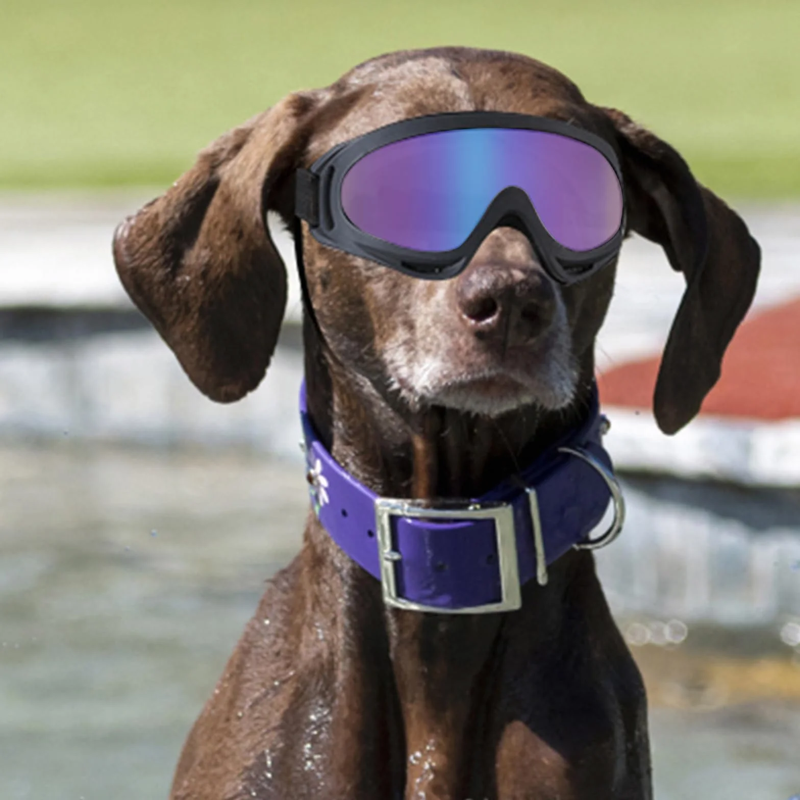 2Stück Hundebrille, Brille Hund UV-Schutz, Winddicht Hunde Brille, Sonnenbrille Hund mit Verstellbare Riemen, Hundesonnenbrille für Mittel Große Hunde, zum Autofahren,Outdoor-Aktivitäten,Farbe