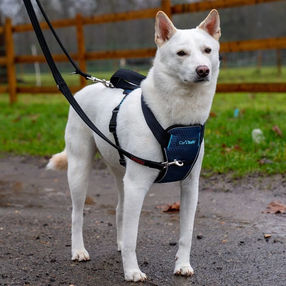 CarSafe Crash-getestetes Hunde Sicherheitsgeschirr, Crashtest-geprüft bis zu 32 kg / 70 lbs, sichert den Hund zuverlässig im Auto, komfortables und gepolstertes Design, für mittelgroße Hunde (Größe M)