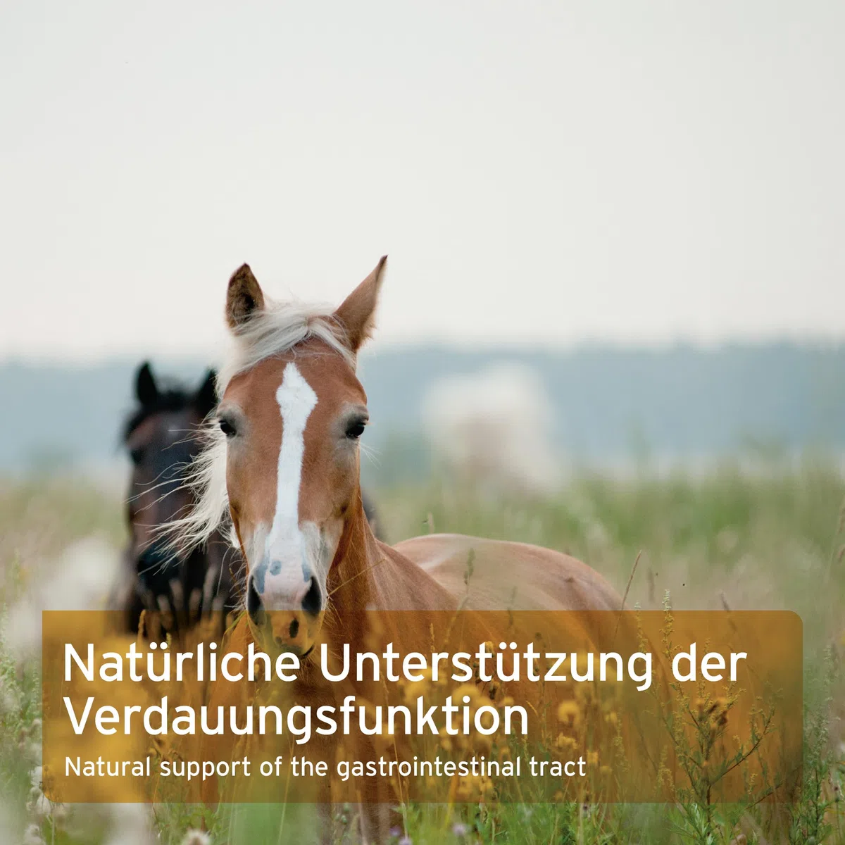 AniForte Flohsamen Pferd 3kg – Indische Flohsamenschalen & Psyllium bei Kotwasser, Sandkoliken & Verstopfung, für Darmreinigung & Verdauung, optimiert Kotbeschaffenheit, Rohkost-Qualität