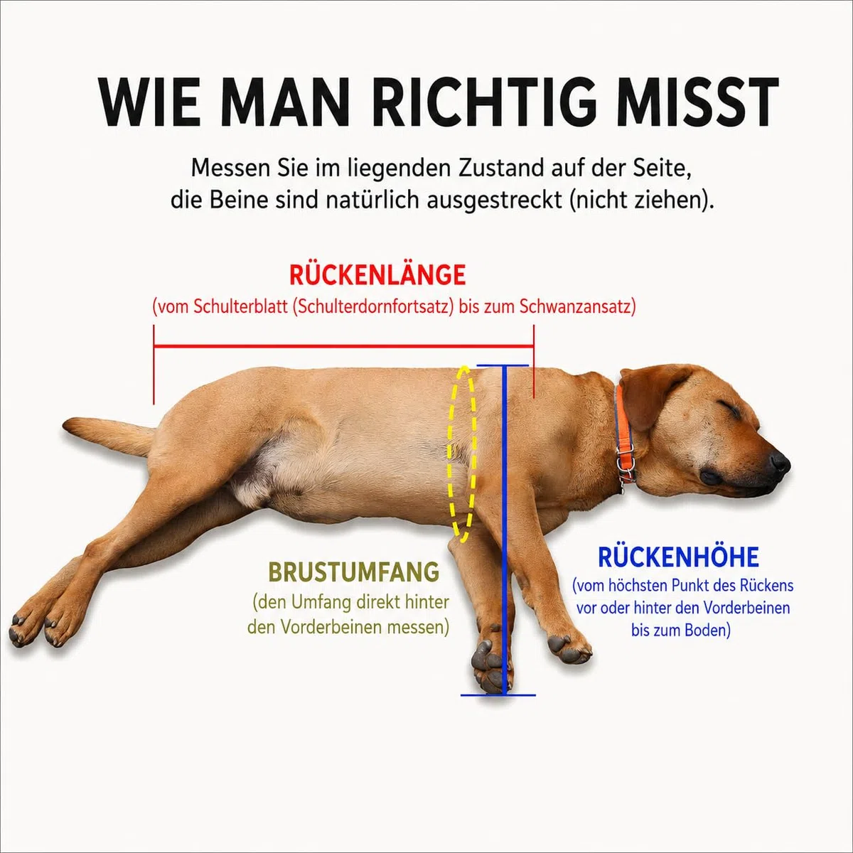 Verstellbarer 4-Rad-Hunderollstuhl Für Vorder- Und Hinterbeine – Leichte Mobilitätshilfe Für Verletzte, Behinderte Oder Ältere Hunde – Passend Für Kleine Bis Große Rassen(4wheel,L)