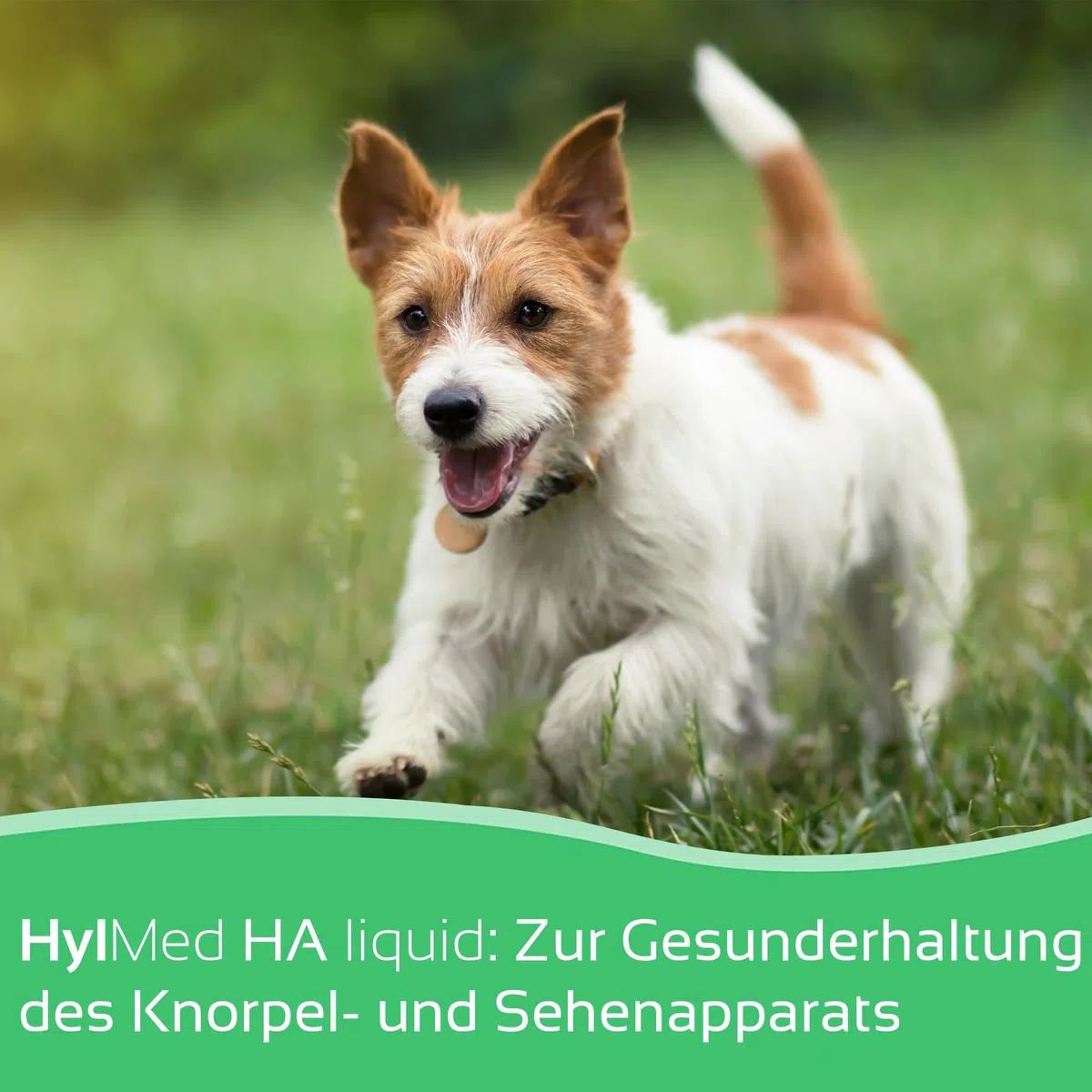 HA Liquid Dog, 250 ml, hochdosierte Hyaluronsäure, Kollagen und weitere Nährstoffe zur Unterstützung der Gelenke und der Bewegungsfreude des Hundes für bis zu 50 Tage