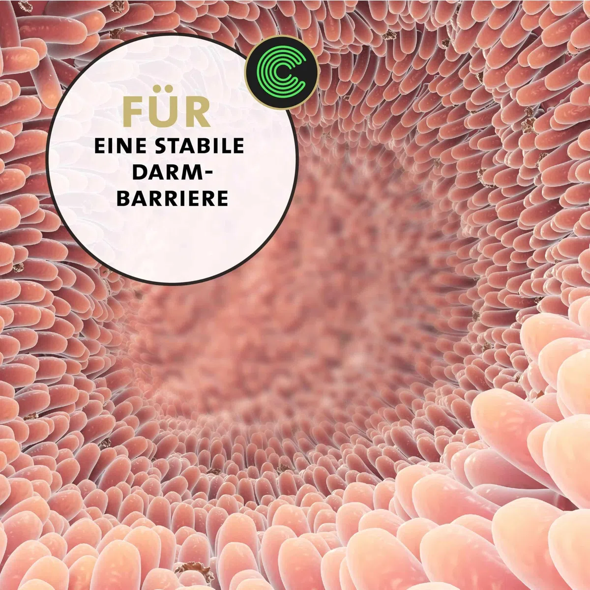 Peticare Bronchial und Husten-Mittel für Pferde | Unterstützt Atemwege & bei Erkältung, Schnupfen | Schleimlösend | Natürliche Kräuter-Formel | Hustensaft-Pulver | GMO-frei | petHorse Health 4609