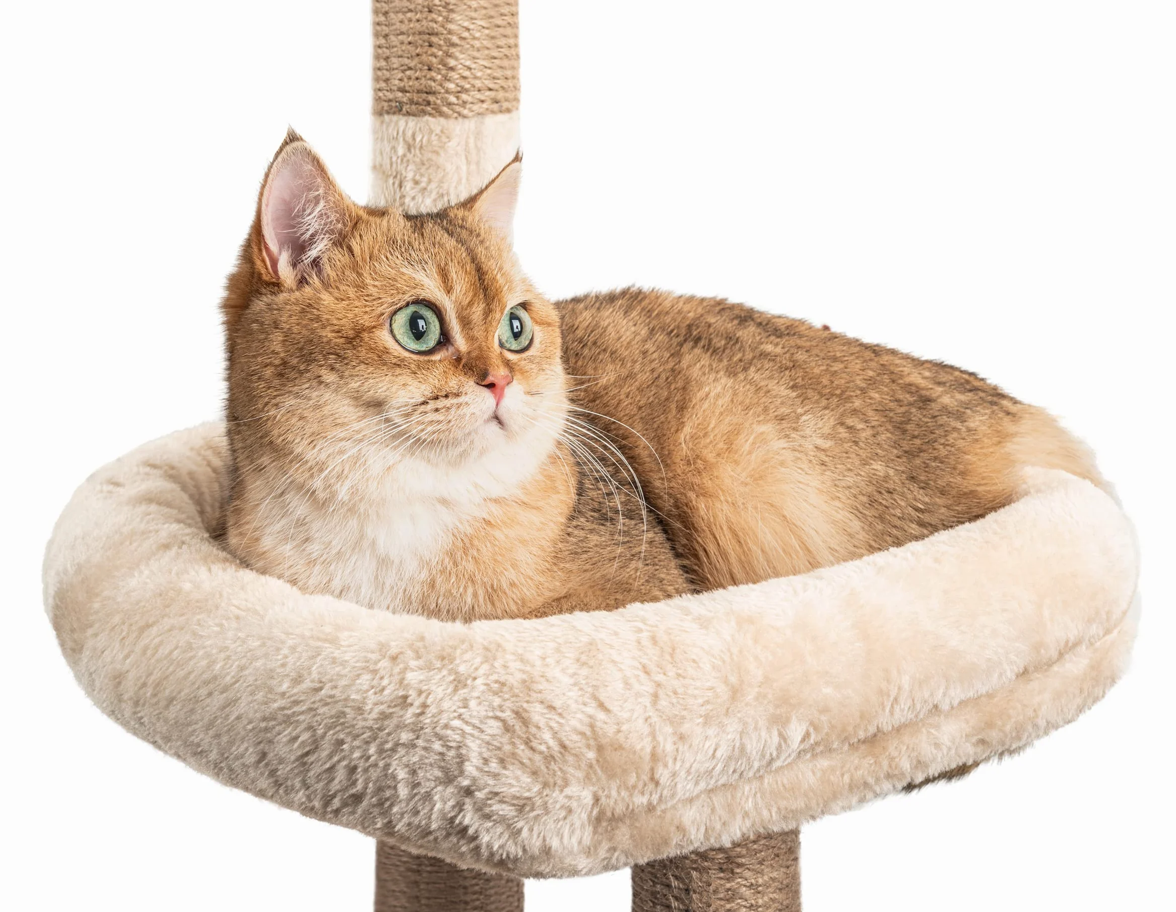 Kratzbaum Katzenbaum, 145 cm hoch, Katzenkratzbaum mit Kratzsäulen, Katzenhöhle, Katzenspielzeug, Katzenkorb für Katzen Kätzchen, Cremeweiß