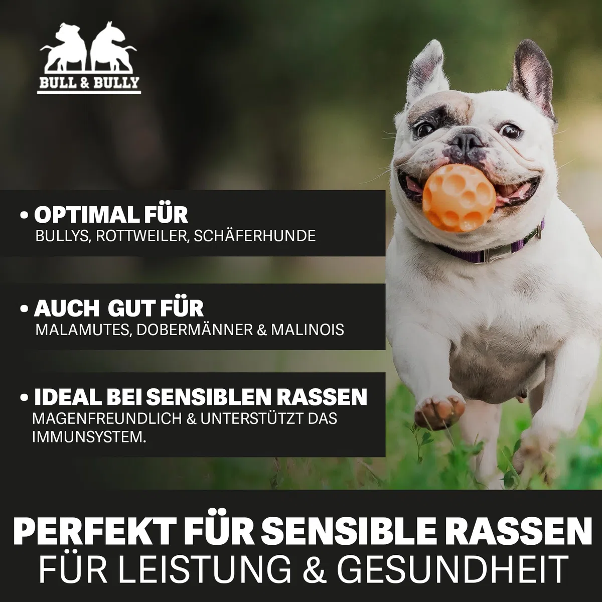 BULL & BULLY Hundefutter Trocken Premium mit Lachs, Rind & Geflügel 10kg