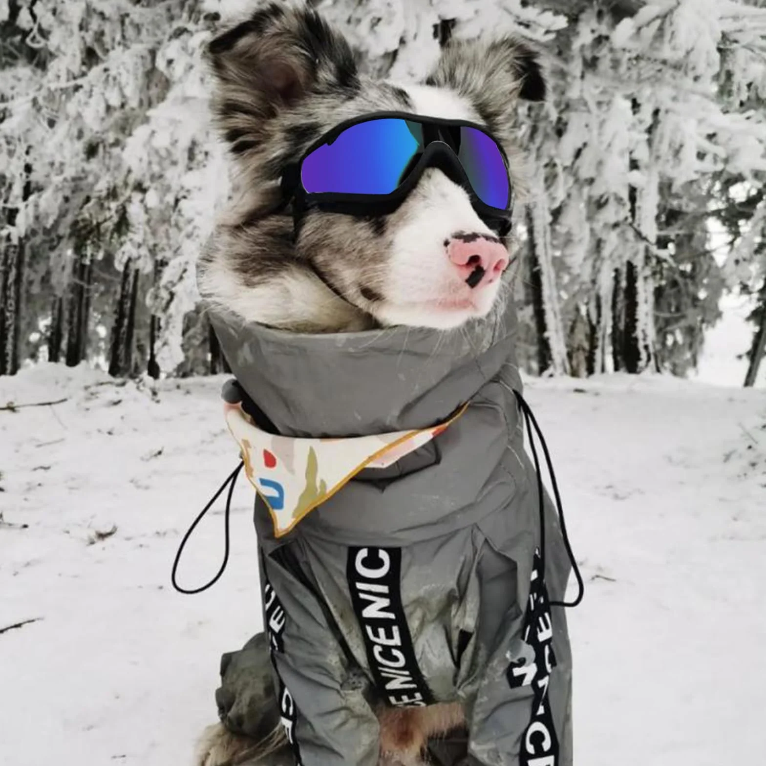 2Stück Hundebrille, Brille Hund UV-Schutz, Winddicht Hunde Brille, Sonnenbrille Hund mit Verstellbare Riemen, Hundesonnenbrille für Mittel Große Hunde, zum Autofahren,Outdoor-Aktivitäten,Farbe
