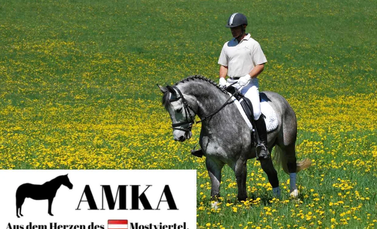 AMKA Knebeltrense Schenkeltrense doppelt gebrochen mit Kupferrolle Edelstahl Stärke 15 mm Ringe 45 mm