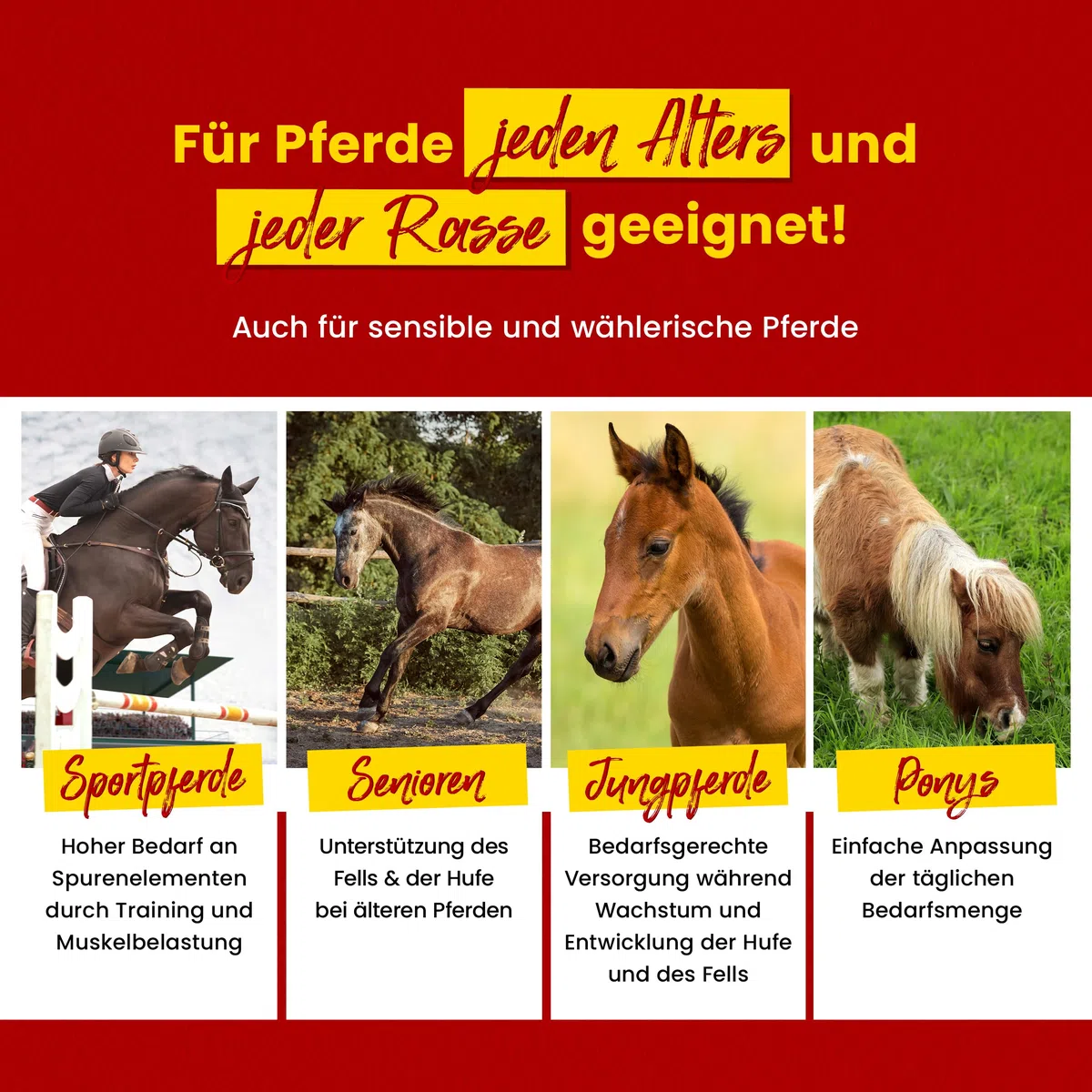 Scheidler horse-direkt Zink Komplex für Pferde - 4kg Pellets Eimer hochdosiert für Huf, Haut & Fell – Mit Bierhefe, Zeolith, Esparsette & Schwarzkümmel – Getreidefrei - Alle wichtigen Mineralien