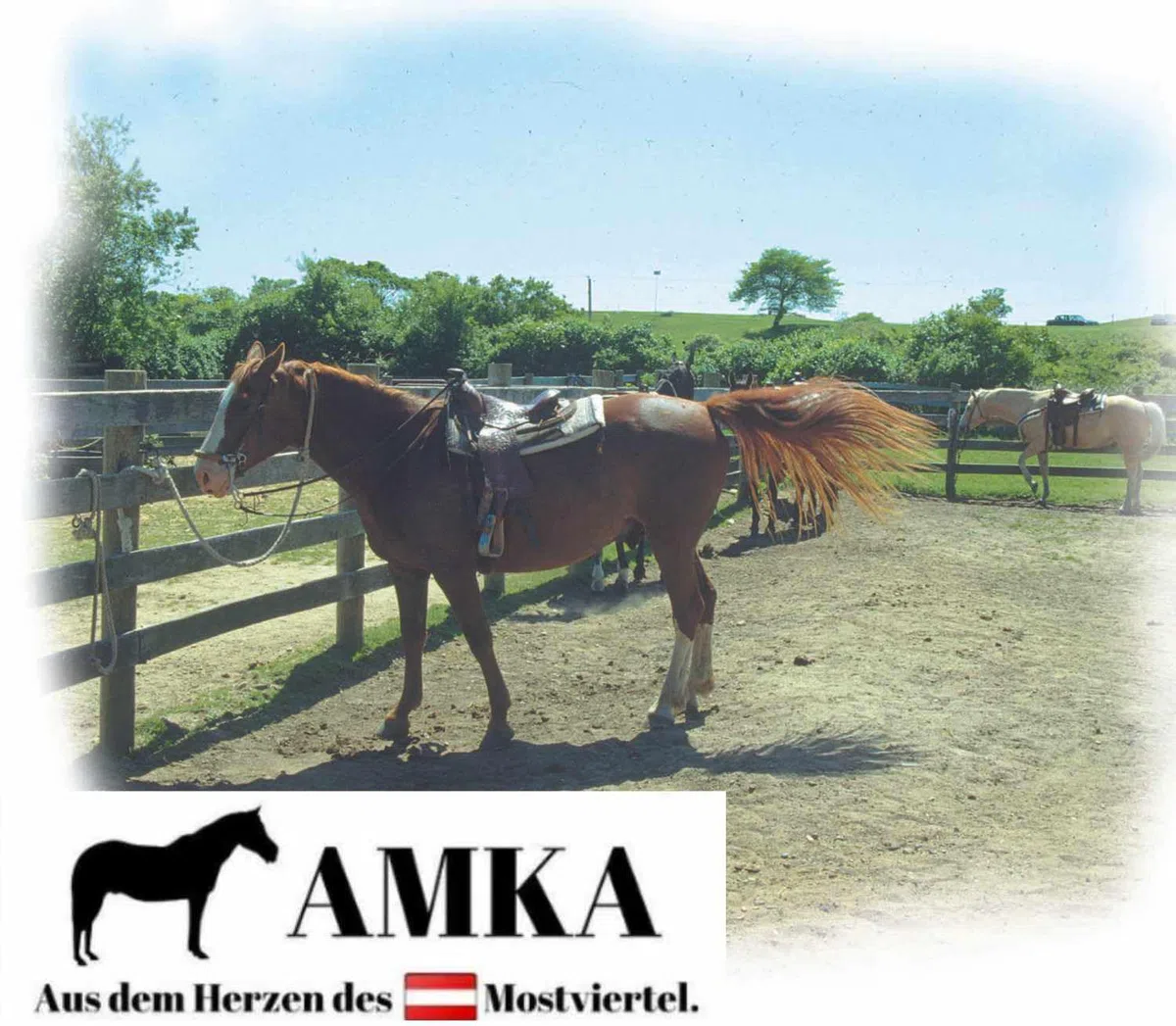 AMKA Sattelgurt Converter aus Nylon Adapter für Sattelgurte 1 Paar 2-Buckle Saddle Girth Converter (Cinch) von Englisch auf Western