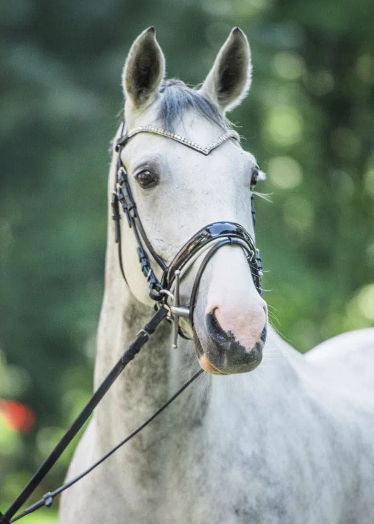 Start Trensenzaum aus Leder mit kombiniertem Nasenriemen und Zügel, weich gepolstertem V-Stirnriemen mit Glitzersteinen & Bügelleinen mit Stoppern – Woden (Braun, Full (Warmblut))