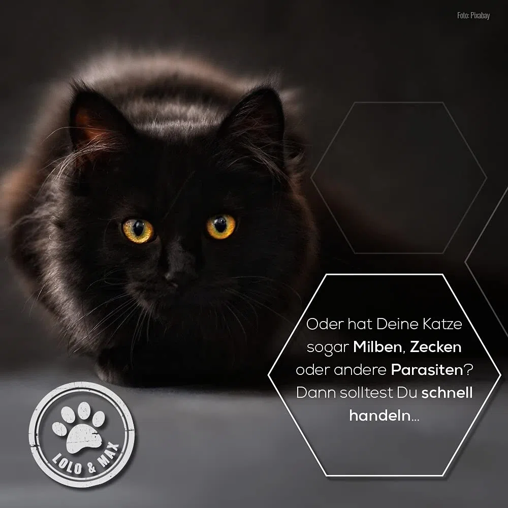 Lolo & Max - Floh- und Zeckenmittel für Katzen 100% Natürlicher Spot On - Bis zu 8 Monate Abwehr & Bekämpfung von Flöhen & Parasiten (Zecken,Milben,Läuse,Haarlinge,Wanzen) - Mittel gegen Flöhe - 40ml