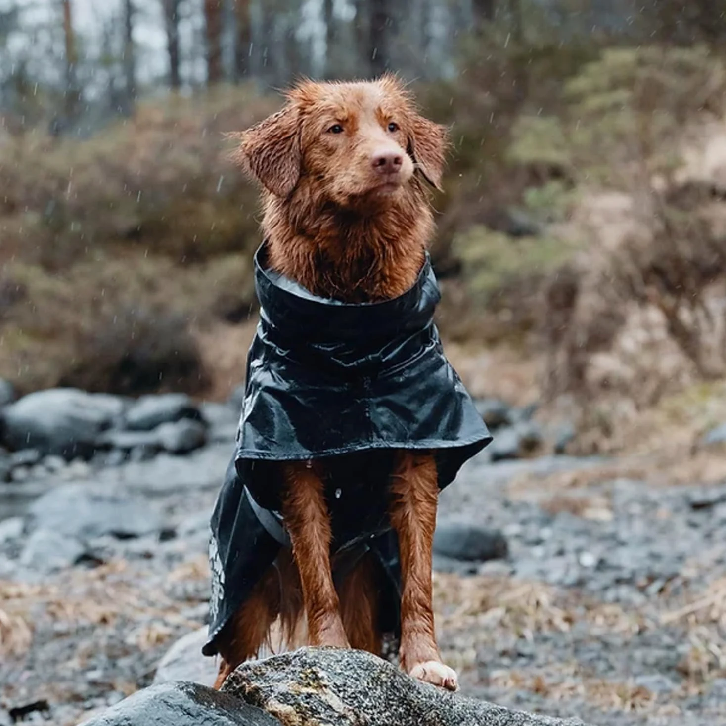 Hurtta Monsoon Hunderegenmantel, Wasserdicht Regenjacke für Hunde mit Reflektoren, Schwarz 45 cm