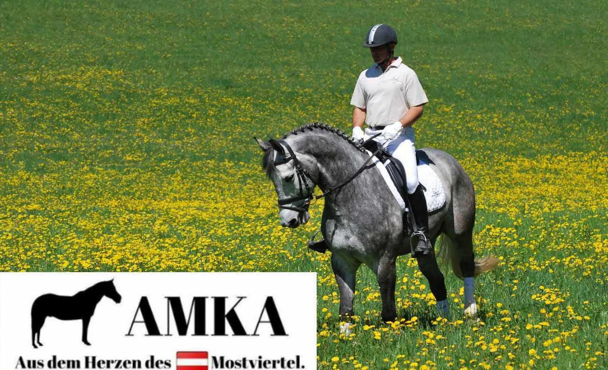 AMKA Hackamore gebisslose Zäumung mit Nasenpolster, schwarz