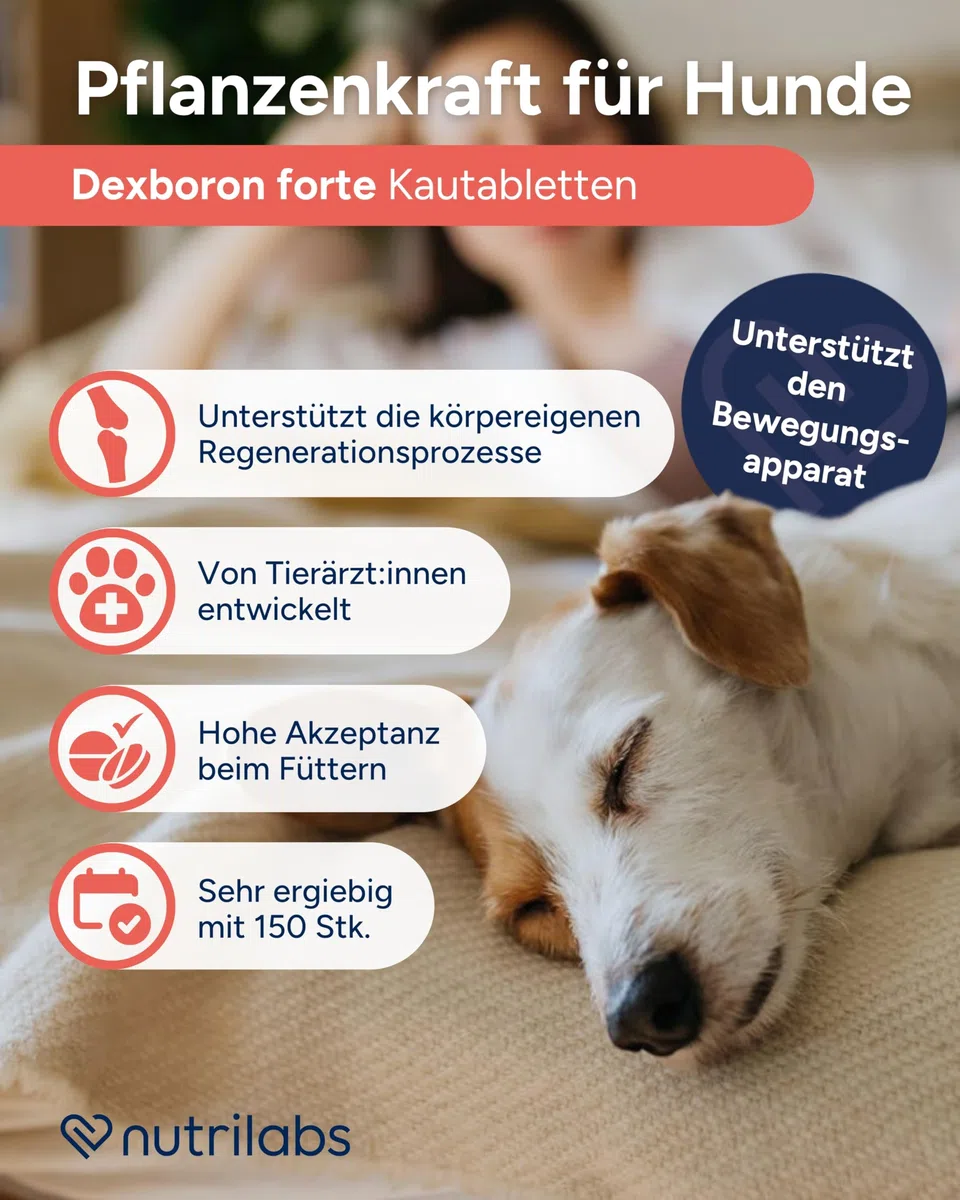 NutriLabs Dexboron forte Hunde Kautabletten 150 STK. - Tabletten mit Teufelskralle - Regenerationsmittel mit Weidenrinde, Weihrauchextrakt u.v.m.