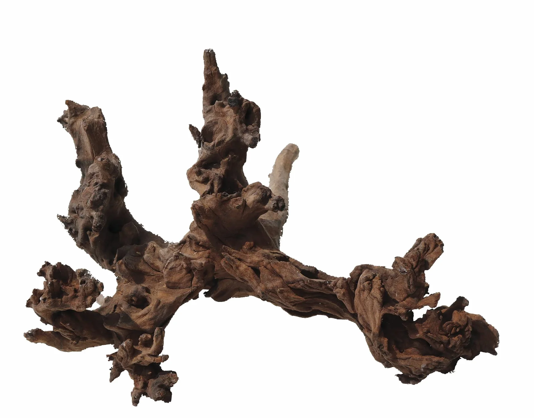Amtra Legno Mystic Wood - Größe XL 50-70 cm, Dekoration aus Naturholz für Aquarien, Naturstamm Ornament, Dekoration für Terrarien